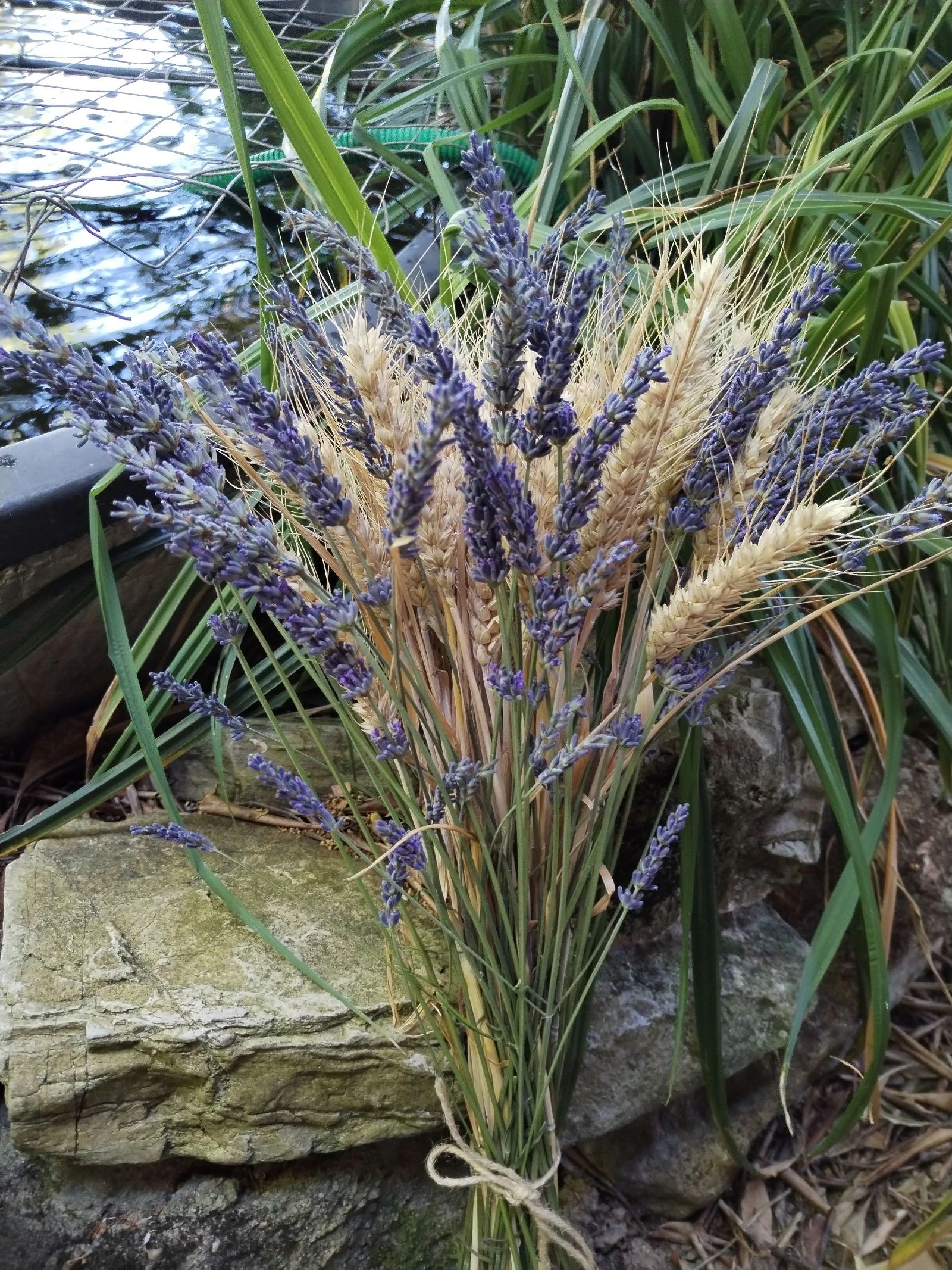 Très joli bouquet de fleurs séchées champêtre, épis de blé et lavandes bleu de mon jardin naturel.